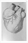 Illustration of Human Heart by Anonymous