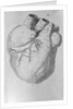 Illustration of Human Heart by Anonymous