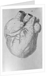 Illustration of Human Heart by Anonymous