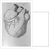 Illustration of Human Heart by Anonymous