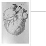 Illustration of Human Heart by Anonymous