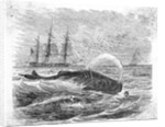 Whale Being Harpooned by Anonymous