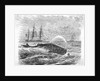 Whale Being Harpooned by Anonymous