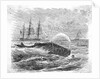 Whale Being Harpooned by Anonymous