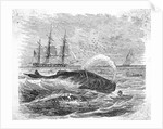 Whale Being Harpooned by Anonymous