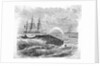 Whale Being Harpooned by Anonymous