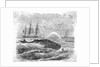 Whale Being Harpooned by Anonymous