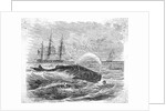 Whale Being Harpooned by Anonymous