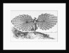 Man with His Glider by Anonymous