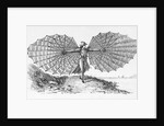 Man with His Glider by Anonymous