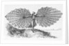 Man with His Glider by Anonymous