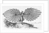 Man with His Glider by Anonymous