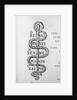 Serpent of Aesculapius by Anonymous