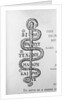 Serpent of Aesculapius by Anonymous