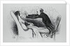 Illustration of a Man Hypnotizing Patient by Honore Daumier