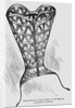 Illustration of a 16th-Century Steel Corset by Anonymous