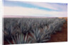 Rows of Mexican Agave by Anonymous