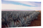Rows of Mexican Agave by Anonymous