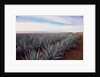 Rows of Mexican Agave by Anonymous