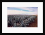 Rows of Mexican Agave by Anonymous