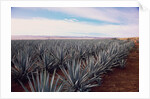 Rows of Mexican Agave by Anonymous