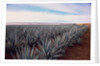 Rows of Mexican Agave by Anonymous
