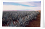 Rows of Mexican Agave by Anonymous