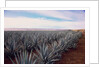 Rows of Mexican Agave by Anonymous