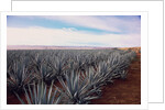 Rows of Mexican Agave by Anonymous