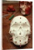 Anasazi Indian Skull Model by Anonymous