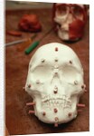 Anasazi Indian Skull Model by Anonymous