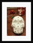 Anasazi Indian Skull Model by Anonymous