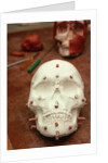 Anasazi Indian Skull Model by Anonymous