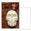 Anasazi Indian Skull Model by Anonymous