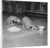 Trefflich's Anteaters by Anonymous