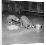 Trefflich's Anteaters by Anonymous