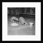 Trefflich's Anteaters by Anonymous