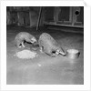 Trefflich's Anteaters by Anonymous