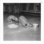 Trefflich's Anteaters by Anonymous