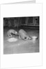 Trefflich's Anteaters by Anonymous