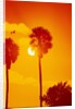 Orange Sunset and Silhouetted Palm Trees by Anonymous