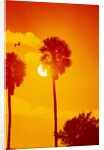 Orange Sunset and Silhouetted Palm Trees by Anonymous