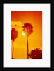 Orange Sunset and Silhouetted Palm Trees by Anonymous