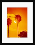 Orange Sunset and Silhouetted Palm Trees by Anonymous