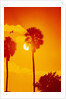 Orange Sunset and Silhouetted Palm Trees by Anonymous