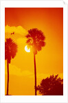 Orange Sunset and Silhouetted Palm Trees by Anonymous