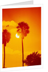 Orange Sunset and Silhouetted Palm Trees by Anonymous