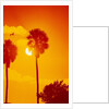 Orange Sunset and Silhouetted Palm Trees by Anonymous