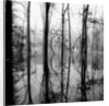 Reflection of Swamp by Anonymous
