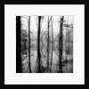 Reflection of Swamp by Anonymous